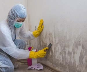 Finding Mold Remediation Services To Eliminate Mold From Your House