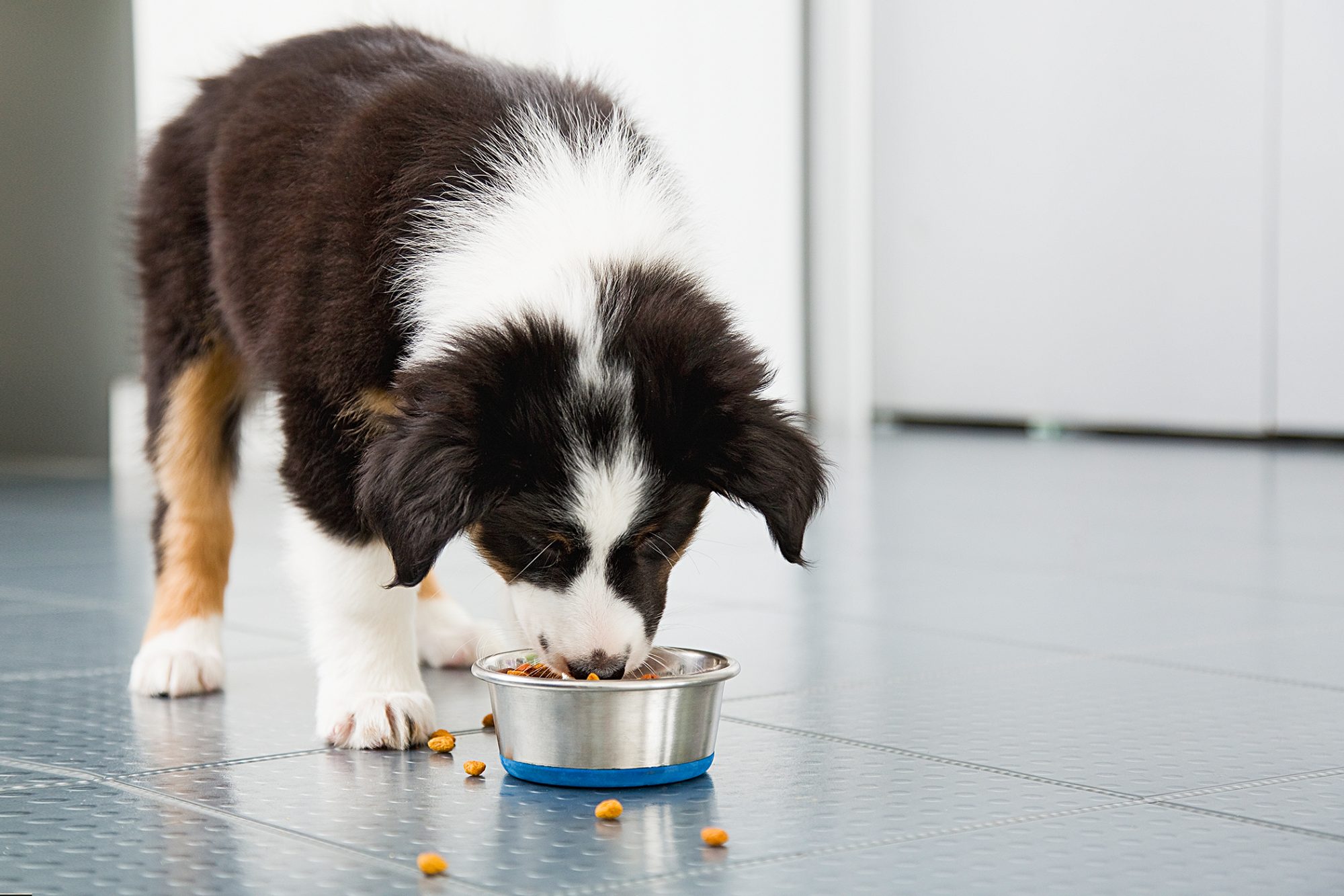 Cheap Healthy Pet Foods
