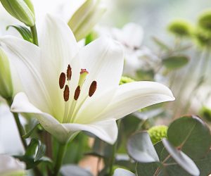 What Kind Of Flowers Are Good For Expressing Grief?