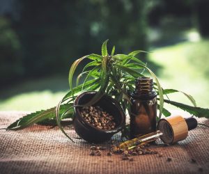 Things To Know About CBD Oil for Cats