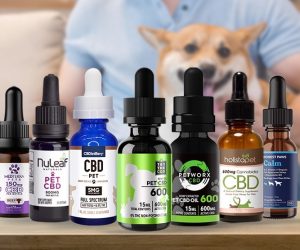 CBD Oil For Dogs