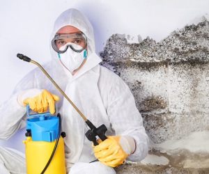 basement water damage clean up