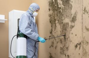 Indoor Air Quality Improvement Through Efficient Mold Removal Service